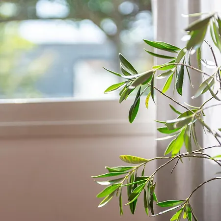 Zenorya * Fargues-Saint-Hilaire